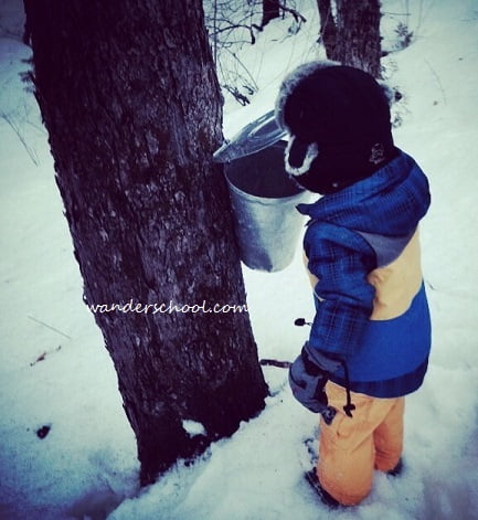 Wanderschool Free Range Kids maple syrup making