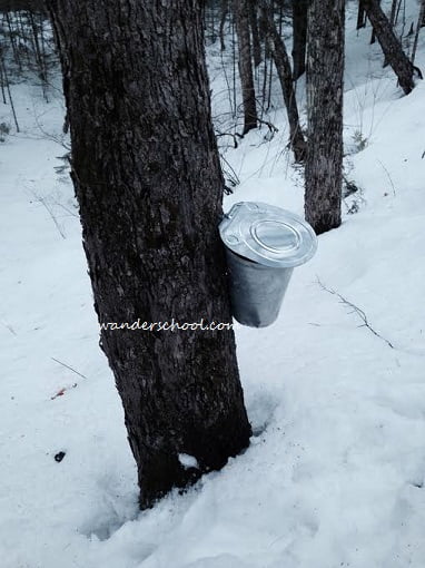 maple syrup best things in vermont