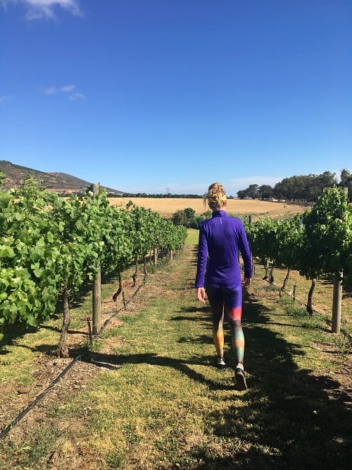 south africa wine vineyard