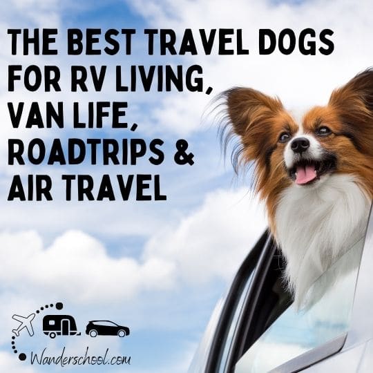 the best travel dogs rv life van life travel lifestyle nomads small dogs